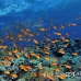anthias_bro_l_n_h_0119_egy0555.jpg